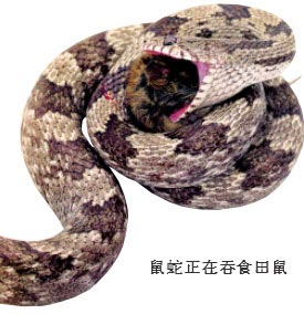 为什么蛇能吞下比它的头大得多的食物?