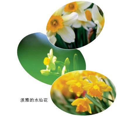为什么水仙花“喝”清水就能生长开花?