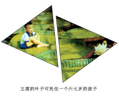 为什么称王莲为 “莲中之王”?