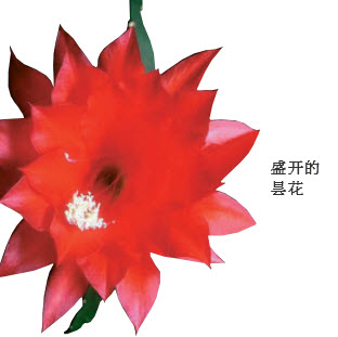 为什么昙花开花时间非常短?
