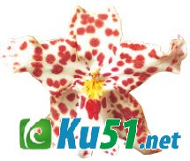 为什么艳丽的花通常没有香气,而香花都是素色的?