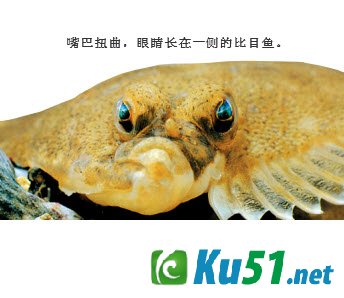 为什么比目鱼的眼睛长在一侧?