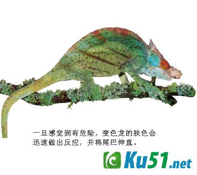 为什么变色龙善于变色?
