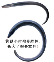 为什么黄鳝小时候是雌性,长大了却是雄性?
