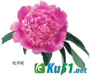 为什么说牡丹是“花中之王”?