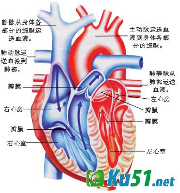 为什么人有脉博?