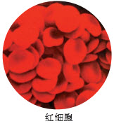为什么红细胞有免疫功能?