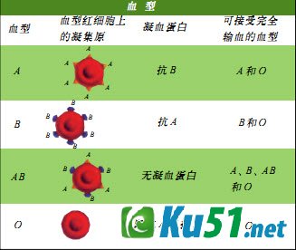 为什么血型不合就不能进行输血?