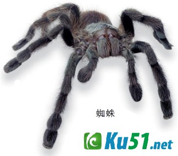 蜘蛛是昆虫吗?