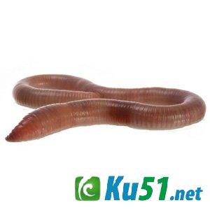 为什么蚯蚓截成两半还能活?