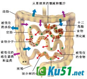 胃切除后为什么还能消化食物?
