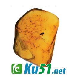 为什么煤层中会有琥珀?