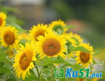 为什么向日葵的花总是朝着太阳?