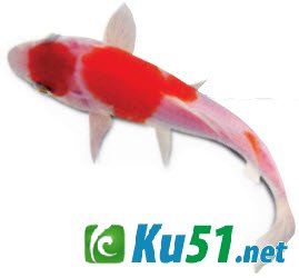 为什么鱼的身上会有黏液?