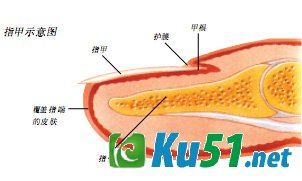 剪了指甲为什么还会长?