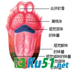 为什么舌头能辨别味道?