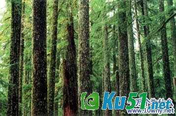 为什么说“树怕剥皮”?
