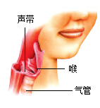 人是怎样发声的?