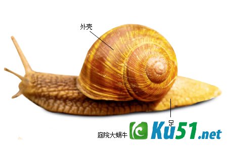 为什么蜗牛爬行时会留下“足迹”?
