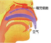 为什么鼻子能闻出各种气味?