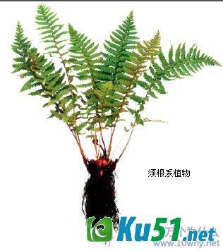 为什么植物要长很长的根?