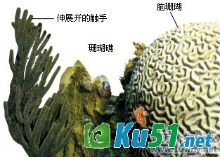 珊瑚为什么这样美？