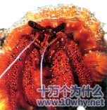 为什么寄居蟹和海葵是“好朋友”?