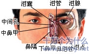 为什么人在打呵欠时会眼泪汪汪?