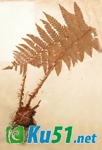 为什么植物的根向下生长,茎向上生长?