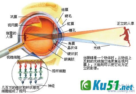 为什么眼睛能看到东西?