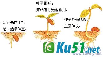 为什么说植物的种子是“大力士”?