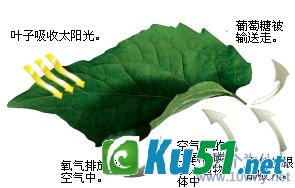 为什么说人类离不开植物的光合作用?