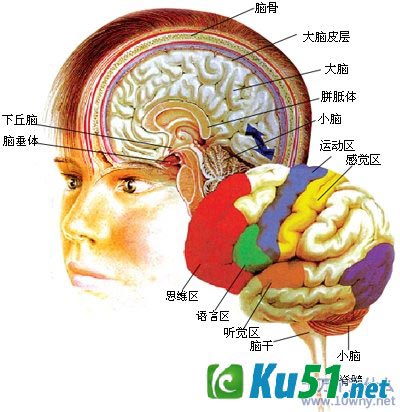 为什么说大脑是人体的指挥中心?