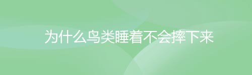 为什么鸟类睡着以后不会从树枝上摔下来