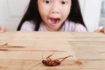 蟑螂会飞吗？蟑螂突然飞出来是为什么